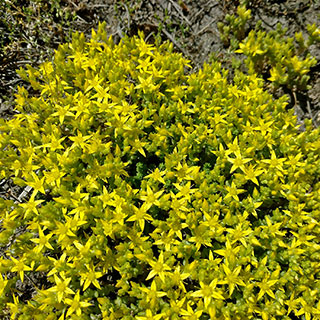 sedum acre sedum acre